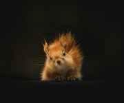 Eichhörnchen-neugierig